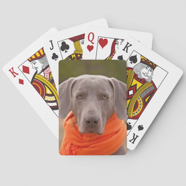 Hund Weimaraner Schal Husdjur Canine Casinokort (Baksidan)