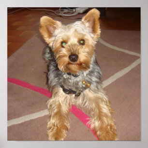 hund "yorkshire terrier ", poster