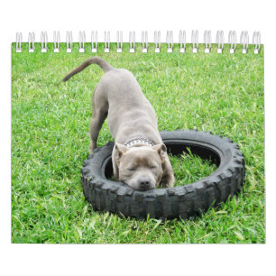 Hundar av olika raser 2019. kalender