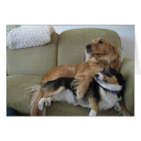 Hundar Cuddling Cute Golden Retriever Corgi Card