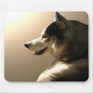 Hundar för Sled för Malamute för siberian Musmatta