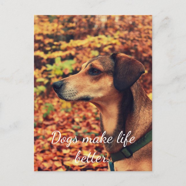 HUNDAR GÖR LIVET BÄTTRE vykort för hundar älskare (Framsida)