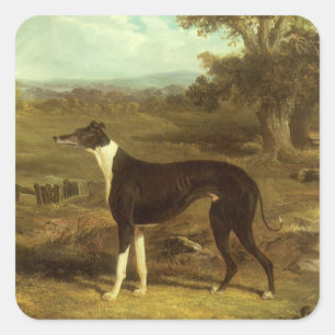 Hundar, Greyhound och Spaniel, Doctor Fop av Herri Fyrkantigt Klistermärke
