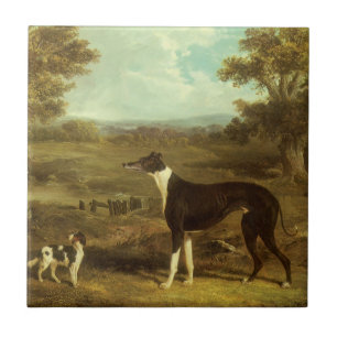 Hundar, Greyhound och Spaniel, Doktor Fop efter si Kakelplatta