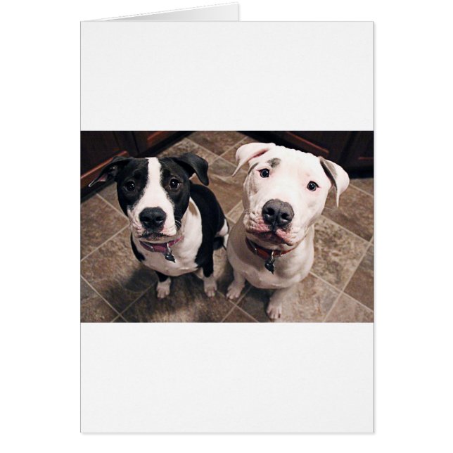 hundar hälsningskort (Framsidan)