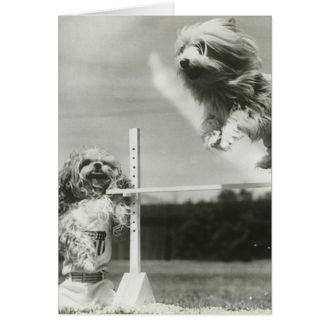 Hundar hoppar över miniatyrhöghoppet pub hälsningskort (Framsidan)