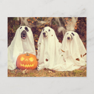 Hundar i Ghost Costumes Funny Halloween Vykort