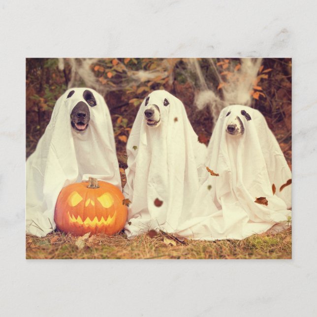 Hundar i Ghost Costumes Funny Halloween Vykort (Framsida)