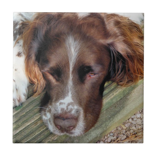 HUNDAR KAKELPLATTA (Framsidan)