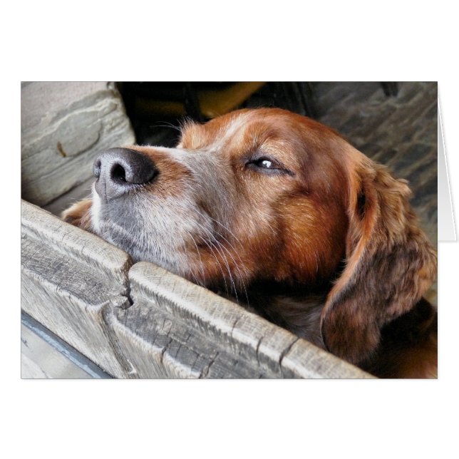 HUNDAR-KORT HÄLSNINGSKORT (Framsidan Horizontal)