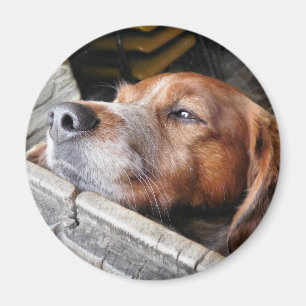 HUNDAR MAGNET