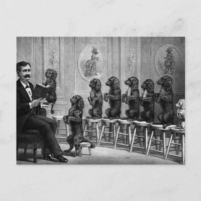 Hundar med utbildning vykort (Framsida)