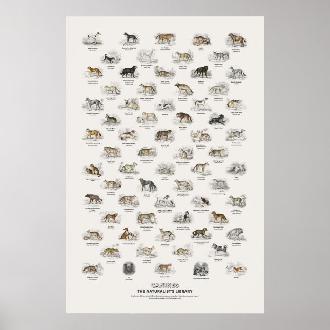 Hundar - Naturalist's Library Poster (Framsidan)