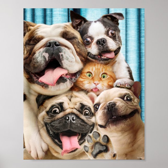 Hundar och ett foto av en kattgrupp poster (Framsidan)