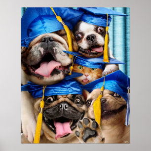 Hundar och kattutexaminerade i fotobås poster