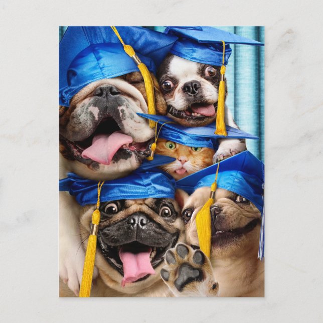 Hundar och kattutexaminerade i fotobås vykort (Framsida)