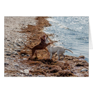 Hundar på stranden OBS kort