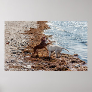 Hundar på stranden poster