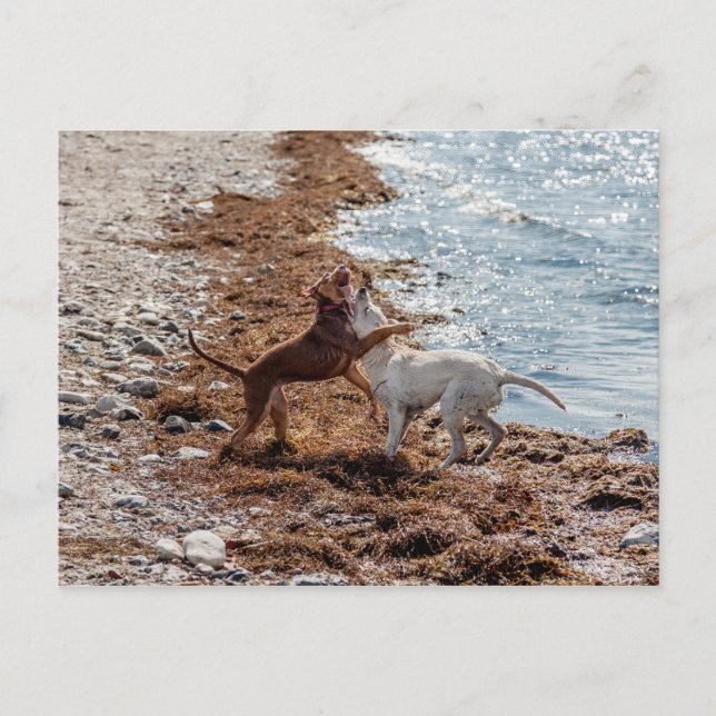 Hundar på stranden vykort (Framsida)
