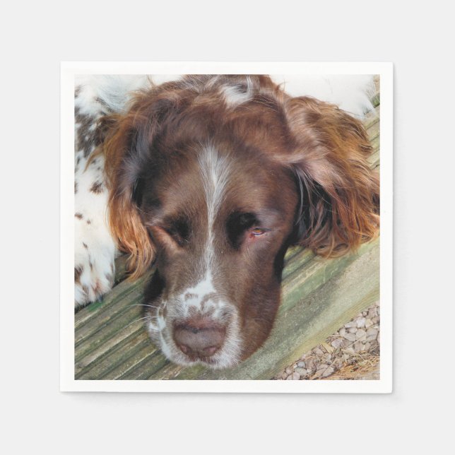 HUNDAR PAPPERSSERVETT (Framsidan)