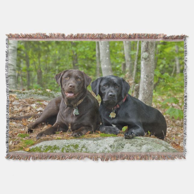 Hundar Puppies Svart lab Chocolate Labrador Retrie Filt (Framsidan)