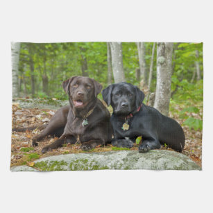 Hundar Puppies Svart lab Chocolate Labrador Retrie Kökshandduk