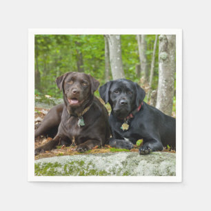 Hundar Puppies Svart lab Chocolate Labrador Retrie Pappersservett