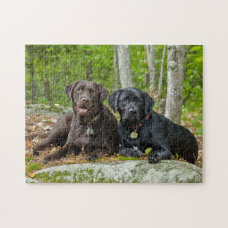 Hundar Puppies Svart lab Chocolate Labrador Retrie Pussel