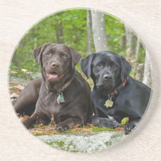 Hundar Puppies Svart lab Chocolate Labrador Retrie Underlägg Sandsten (Framsidan)