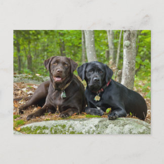 Hundar Puppies Svart lab Chocolate Labrador Retrie Vykort