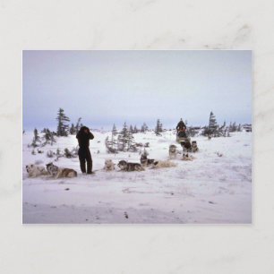 Hundar rastning, Churchill, Manitoba Vykort