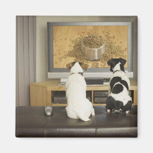 Hundar som håller ögonen på hunden att besegra magnet