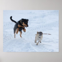 Hundar som spelar i Snö