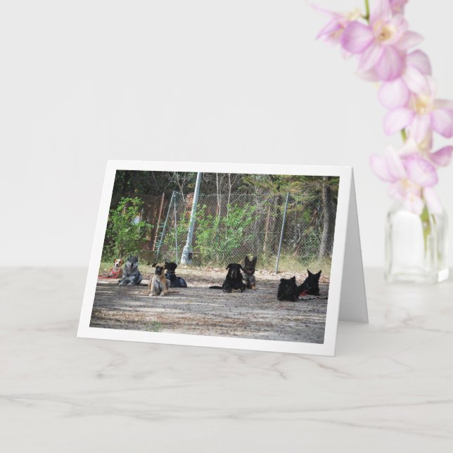 Hundar vid utbildningsskolan kort (Orkide)