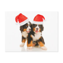 Hundar vill ha en merry Crhistmas