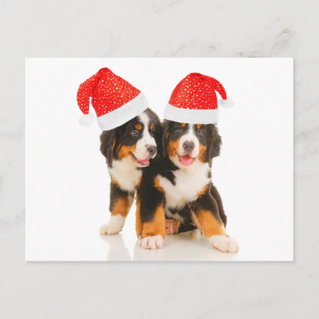 Hundar vill ha en merry Crhistmas Helg Vykort (Framsida)