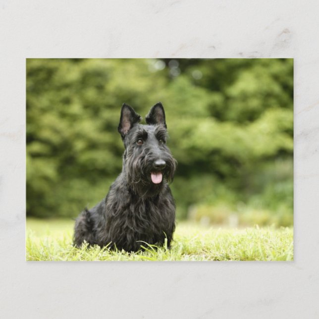 Hundar Vykort (Framsida)