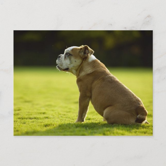 Hundar Vykort (Framsida)