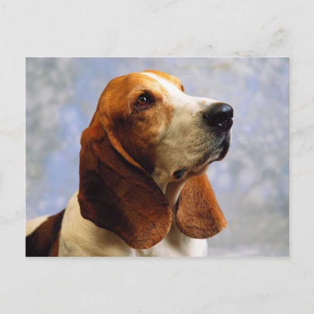 Hundar Vykort (Framsida)