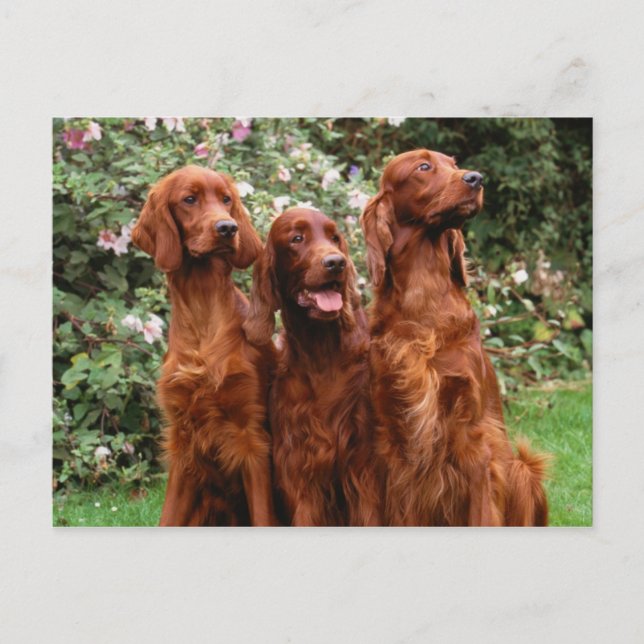 Hundar Vykort (Framsida)