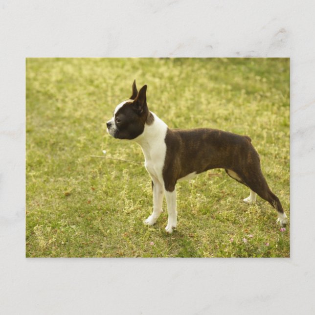 Hundar Vykort (Framsida)