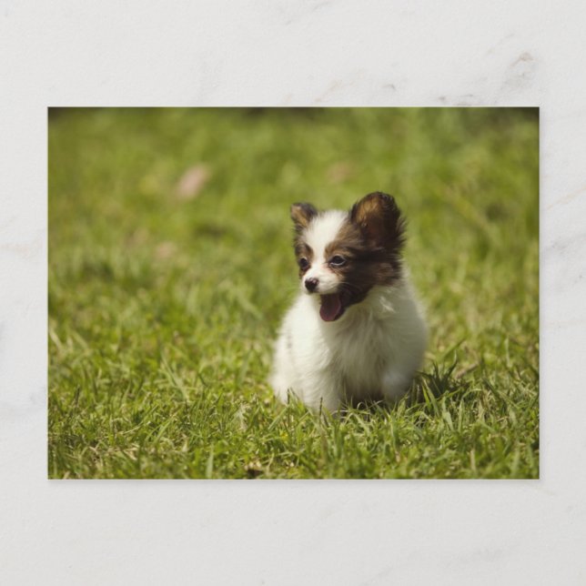 Hundar Vykort (Framsida)