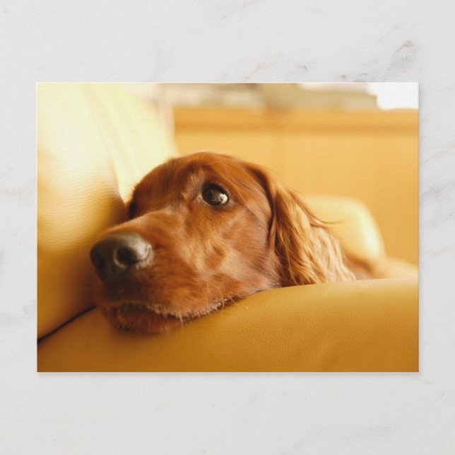 Hundar Vykort (Framsida)