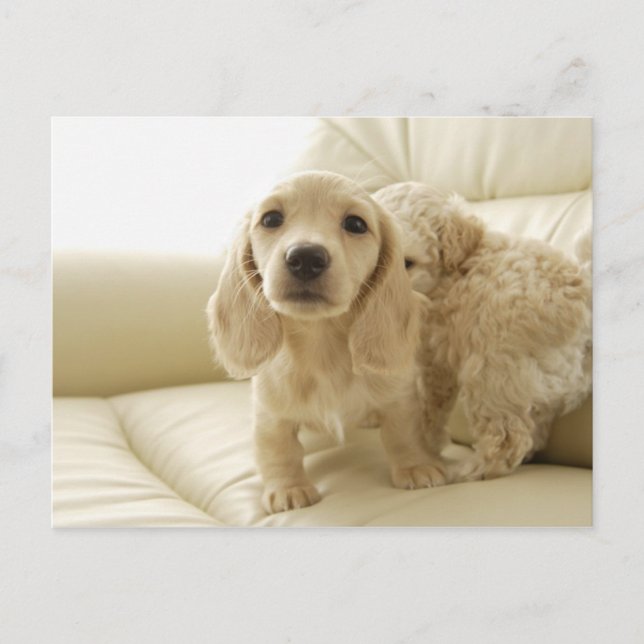 Hundar Vykort (Framsida)