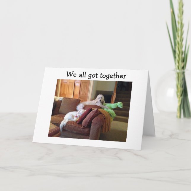 HUNDAR WATCHING CRAZY CATS MOVIE SAY GRATTIS PÅ FÖ KORT (Framsida)