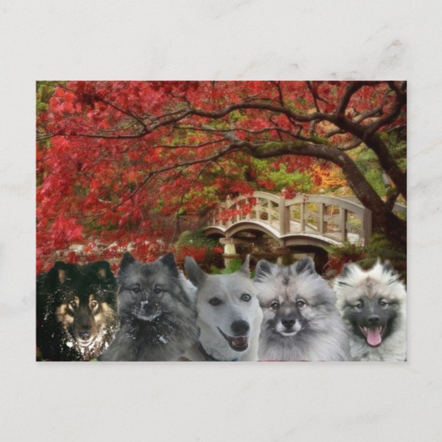 Hundarna av gästgivargårdvykortet vykort (Framsida)