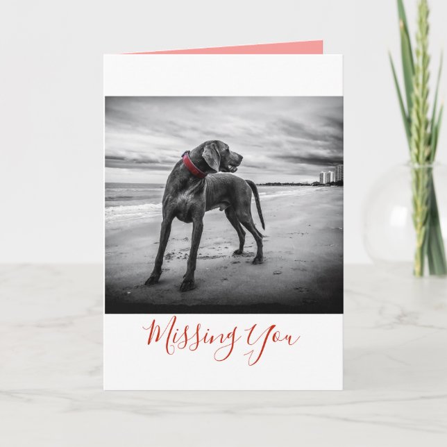 Hunden på strandsvart/vitfotoet w/Red förser med Kort (Framsida)