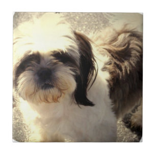 Hunden Shih-Tsu belägger med tegel Kakelplatta
