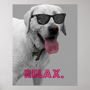 Hunden som ha på sig solglasögon, kopplar av poster