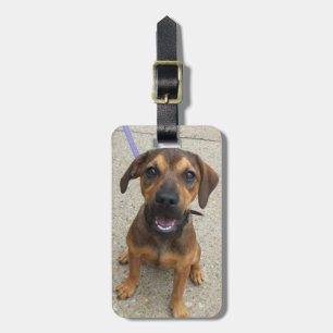 Hundfoto Bagagebricka